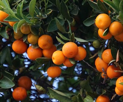 A Diversified Agribusiness Leader Transforms Dry Goods Planning with Elfonze's Tailored Supply Chain Solution